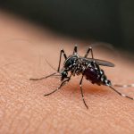 Wolbachia mosquitoes India — deskpost.in